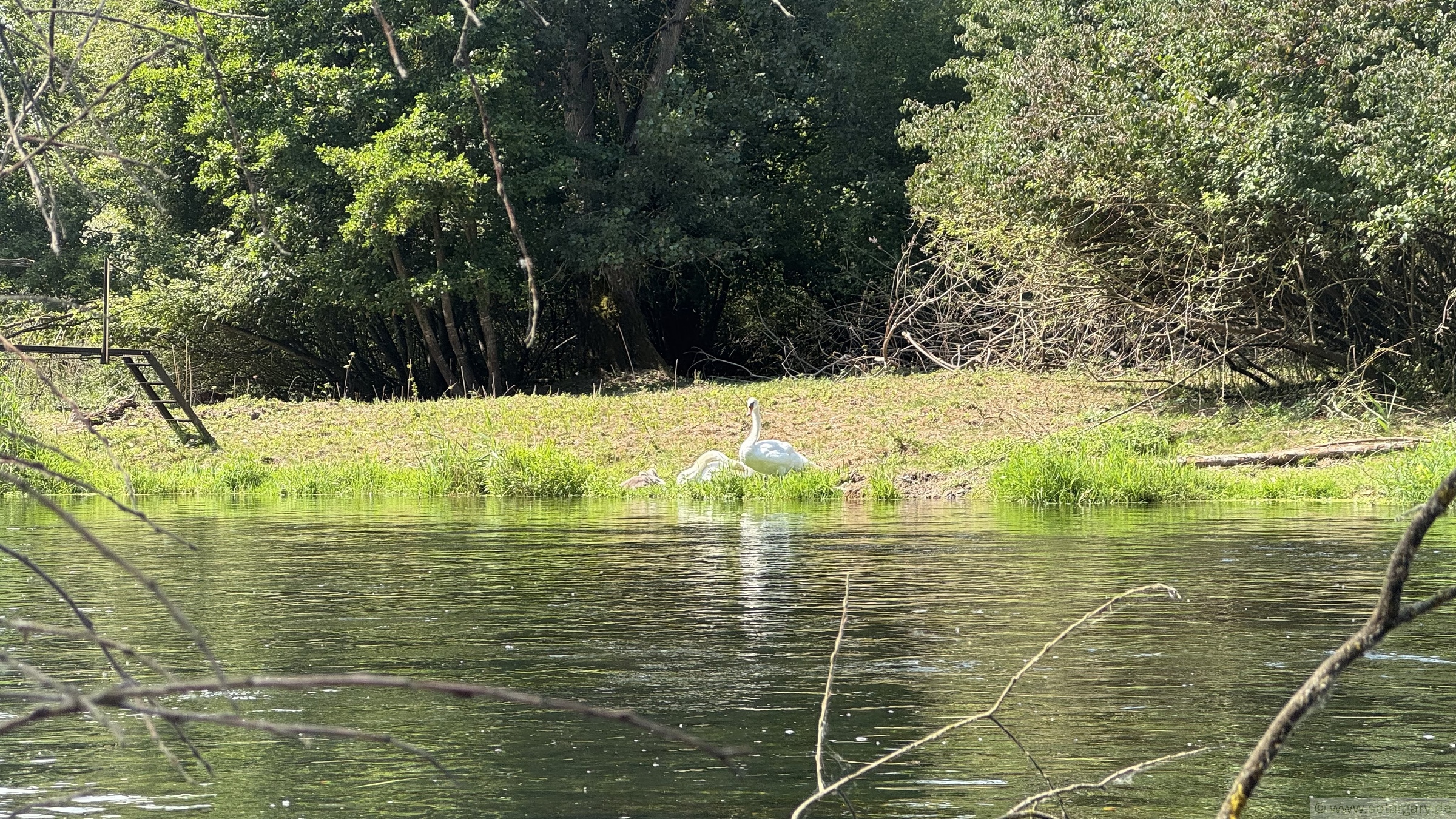 Schwäne am Ufer des Ottenheimer Mühlbachs
