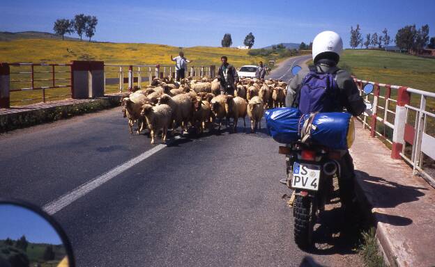 Ein Hammel und viele Schafe :-)