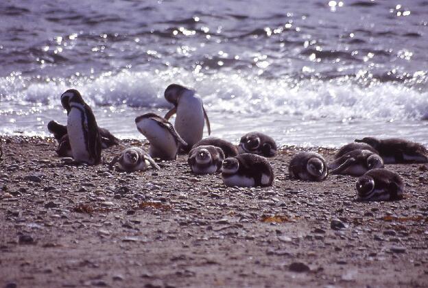 Junge Pinguine mit Eltern am Strand des Seno Otway. Ein lohnender Ausflug von Punta Arenas