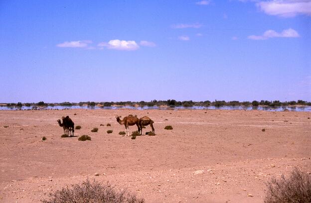 Kamele vor einem temporären See in der Wüste, zwischen Tozeur und Nefta. Ich dachte zuerst, es sei eine Fata Morgana...