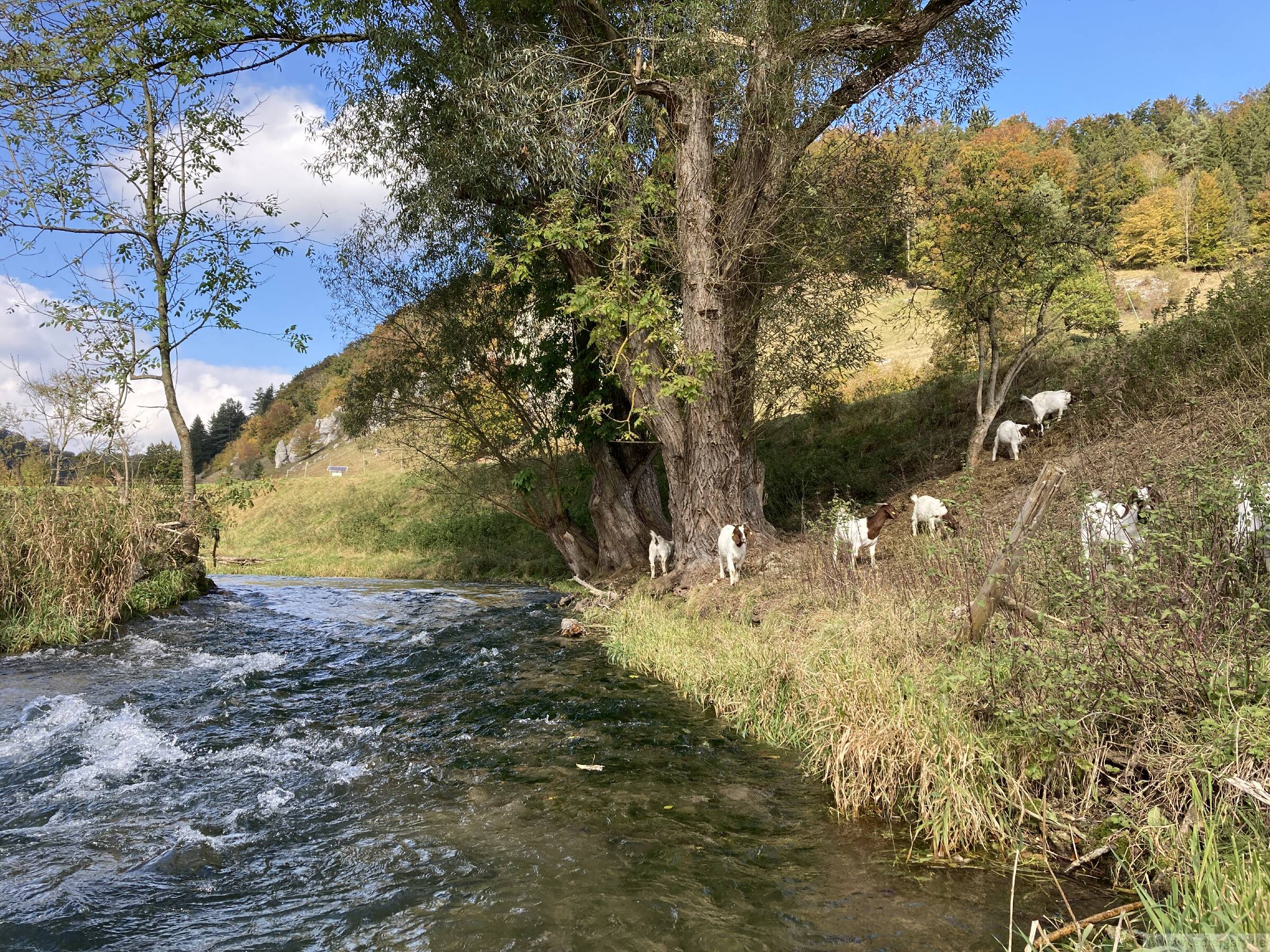 Von Paddlern unbeeindruckte Ziegen am Ufer